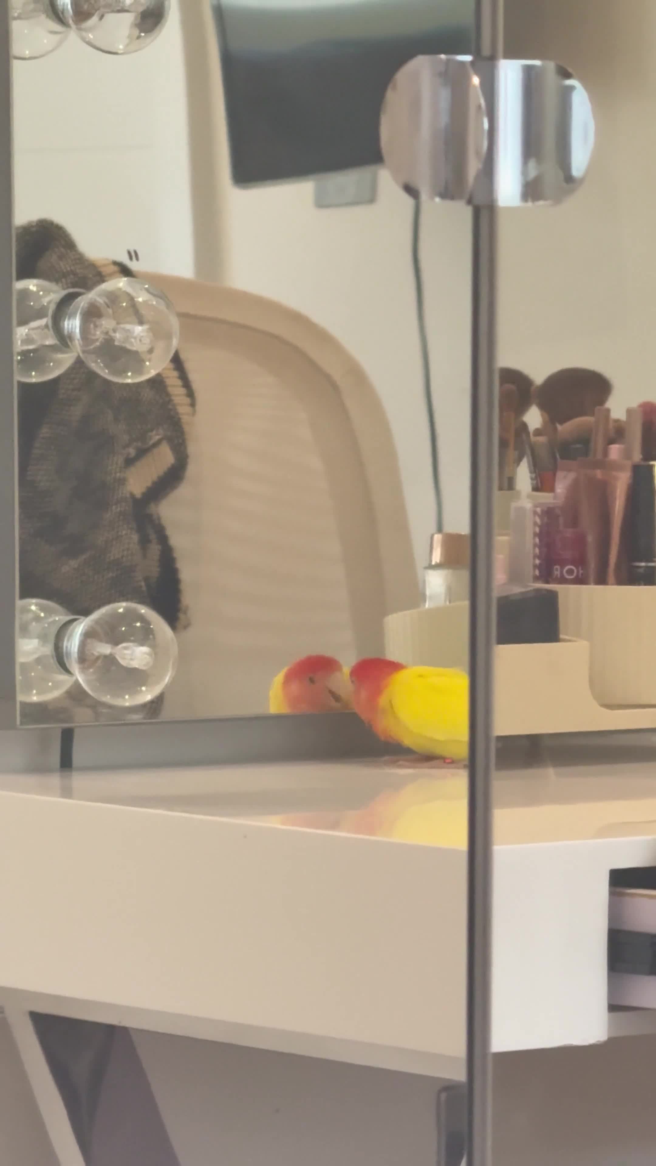 Lovebirds birds for sale: Beautiful semi tamed Love bird- Jenny  - Video 4