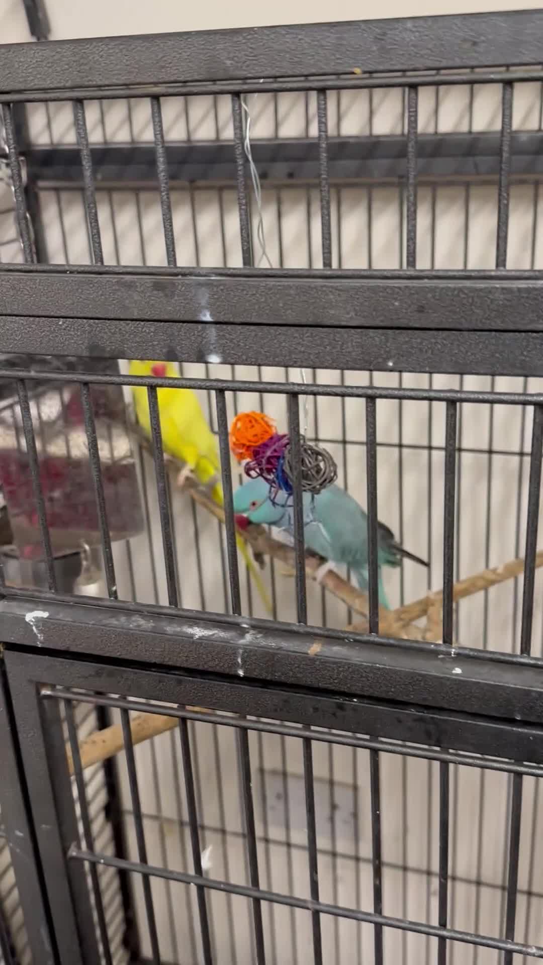 Ringnecks birds for sale:  for sale pair£400 No cage only birds for sale - Video 2