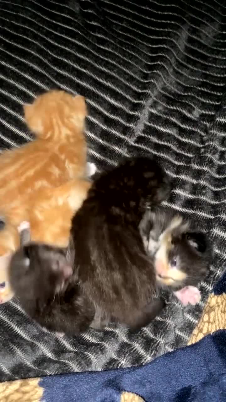 Domestic Shorthair cats for sale: Beautiful kittens for sale in Leicester - Video 1