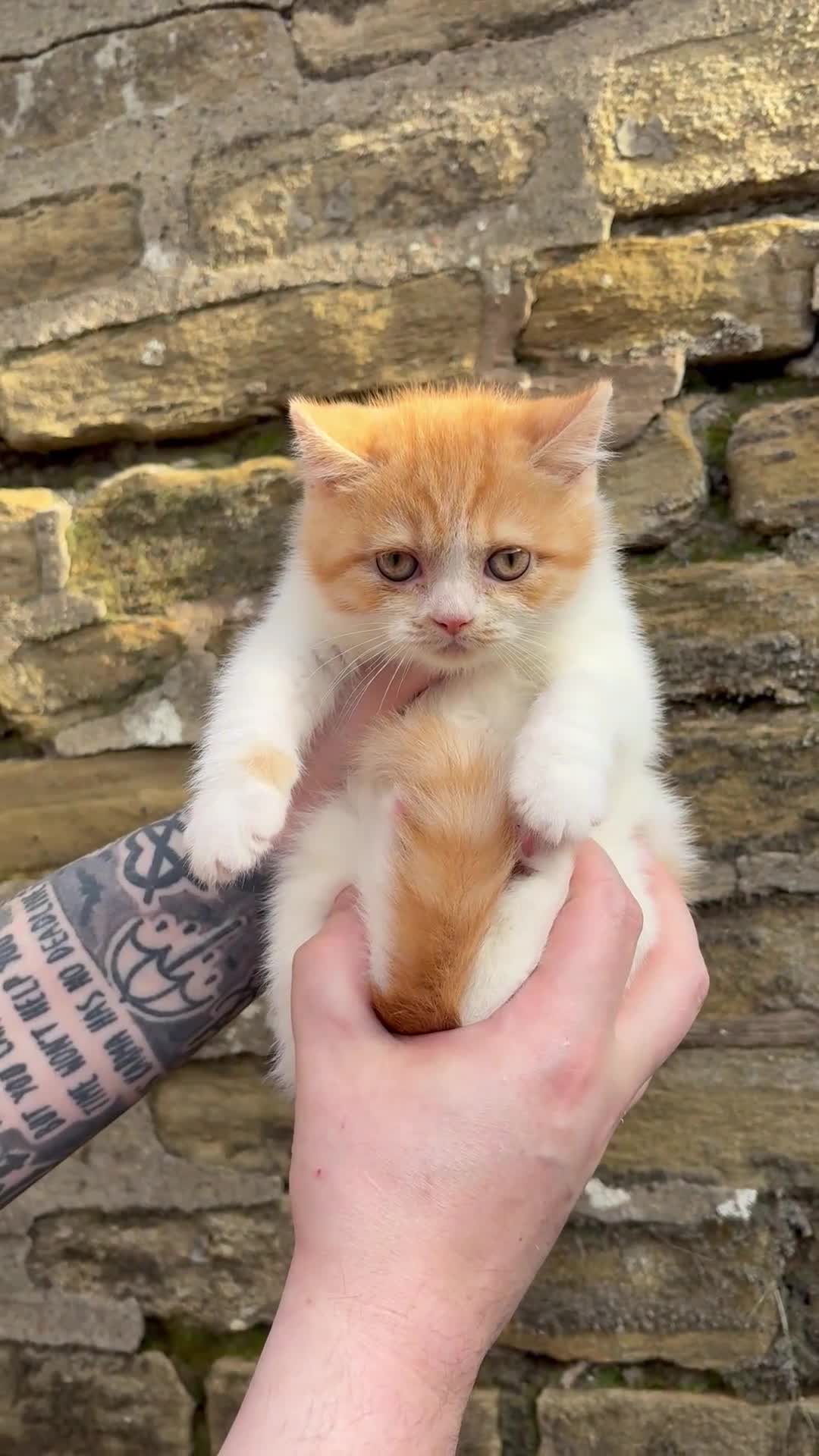 British Shorthair cats for sale: 3 BSH boys looking for their families - Video 3