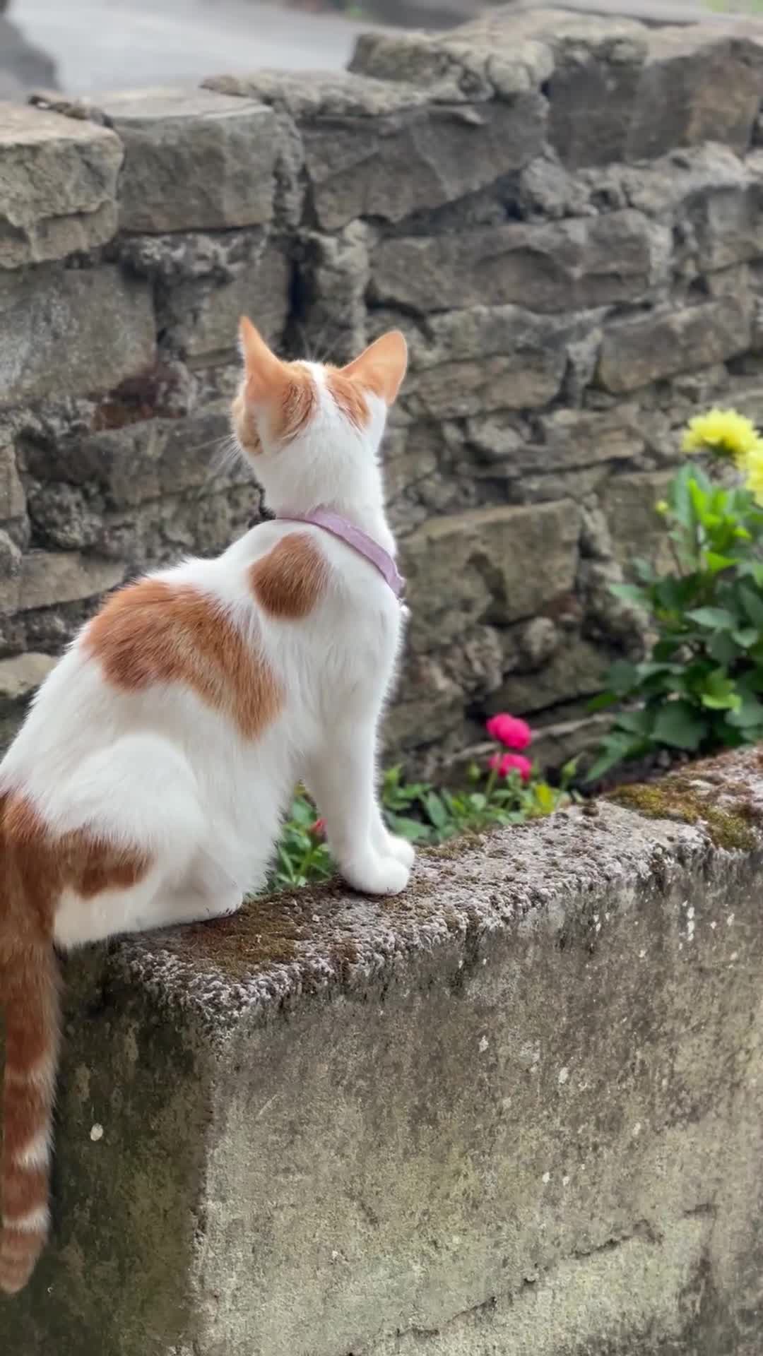 Domestic Shorthair cats for sale: 5 kittens 1 mother - Video 1