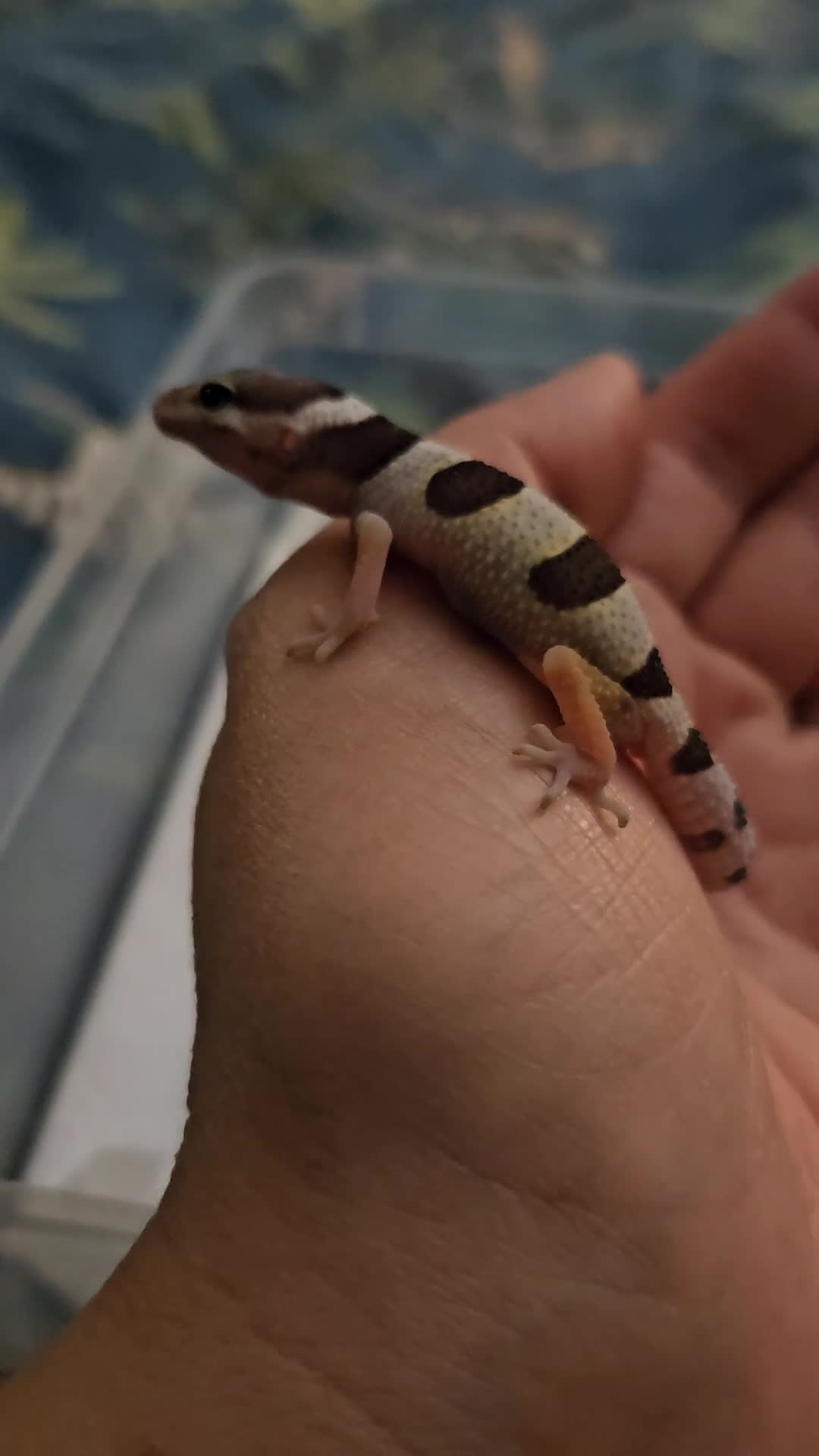 Leopard Gecko reptiles for sale: Leopard Geckos  - Video 1