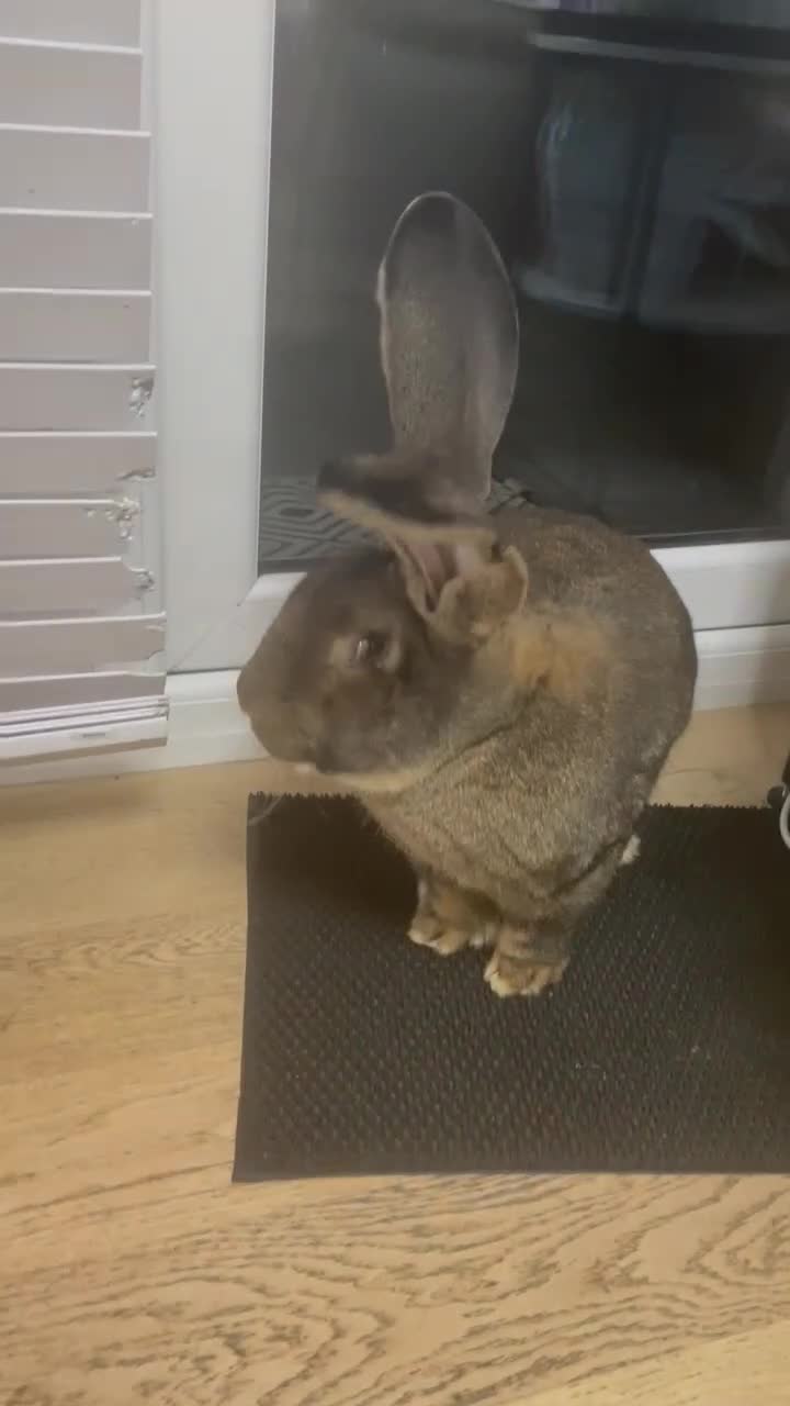 Continental Giant rabbits for sale: Pure German Continental Rabbit  - Video 1