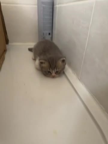 British Shorthair cats for sale: 🐾 Stunning British Shorthair × Persian Kittens 🐾 - Video 4