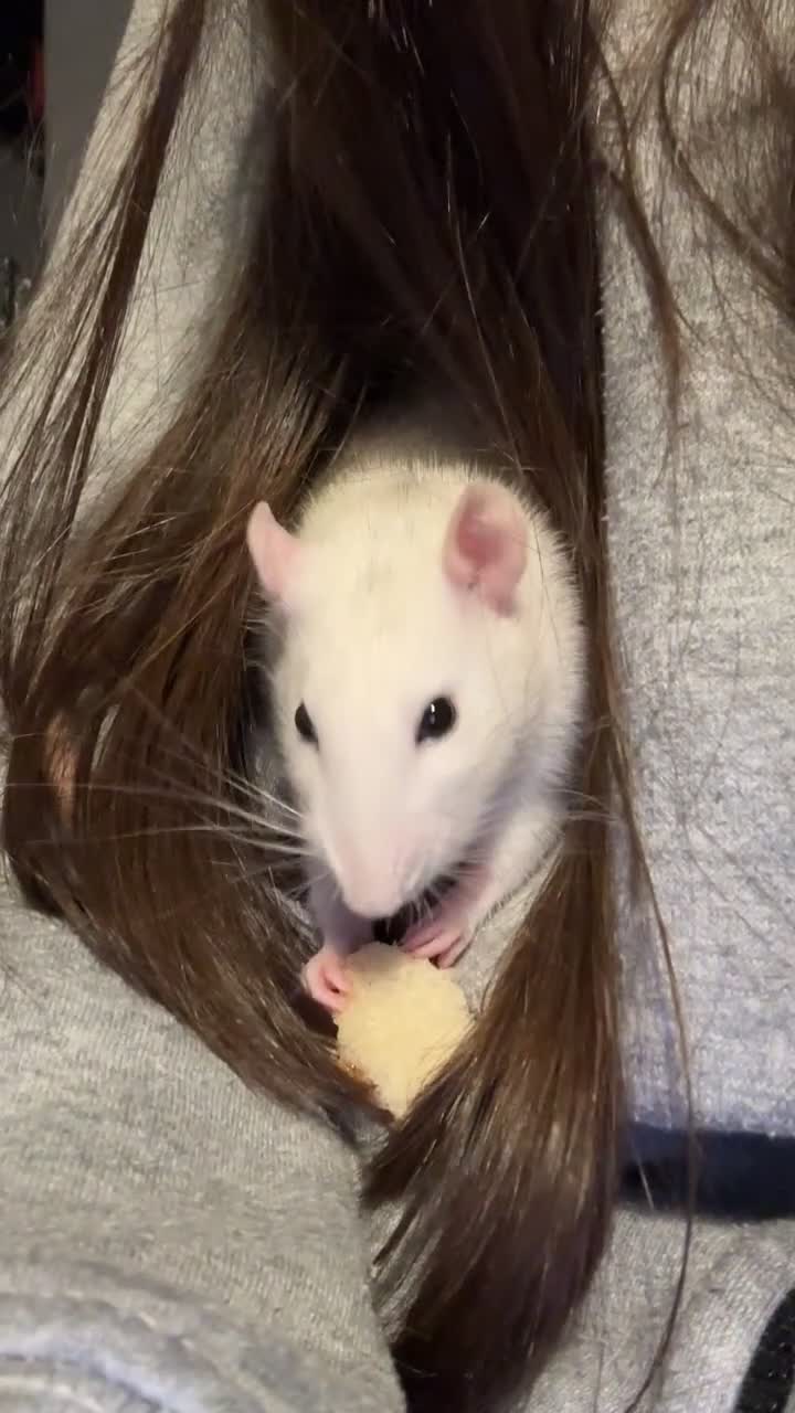 Rat rodents for sale: Solo girl needing home asap in Deal - Video 2