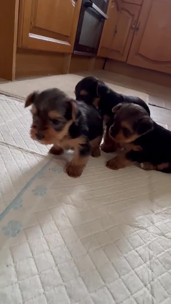 Yorkshire Terrier dogs for sale: 3 Adorable Yorkshire Terrier Puppies (2F, 1M) - Video 1