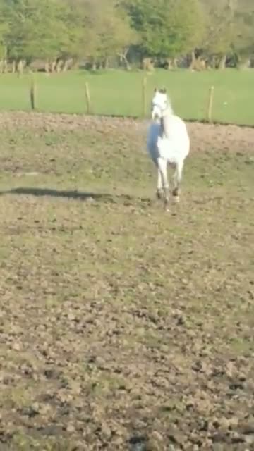 English Thoroughbred horses for sale: Part loan - Video 1