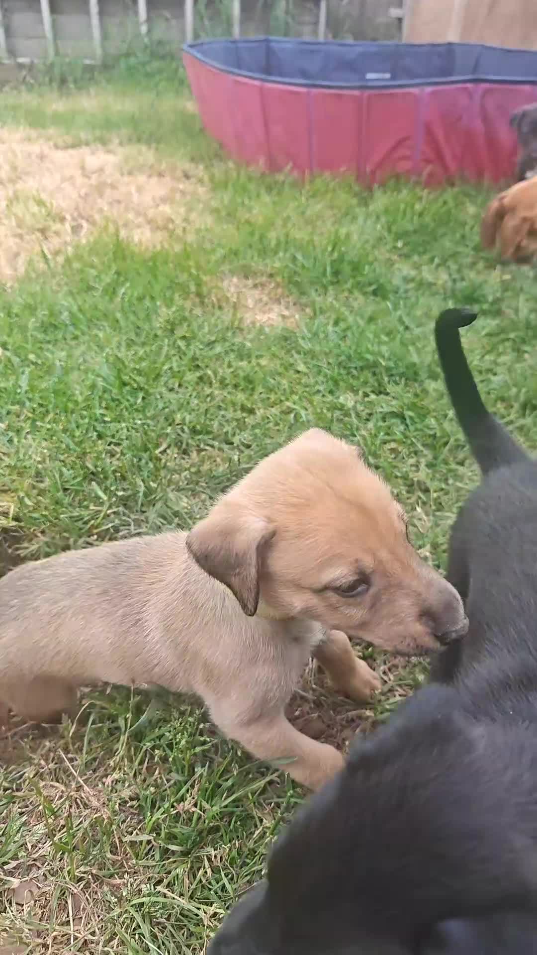 Lurcher dogs for sale: Lurcher Puppies. 5 boys and 1 girl left in Taunton - Video 1