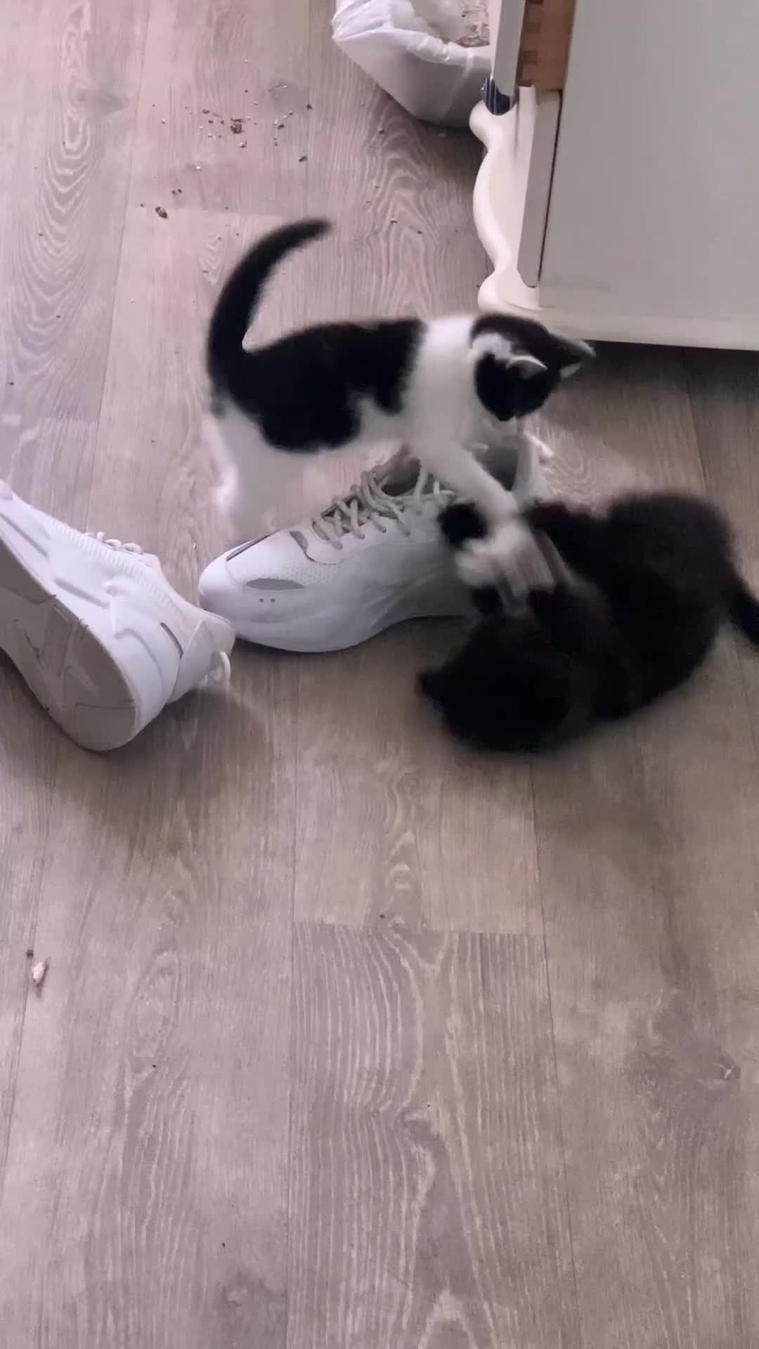 Mixed Breed cats for sale: two female kitten  - Video 1