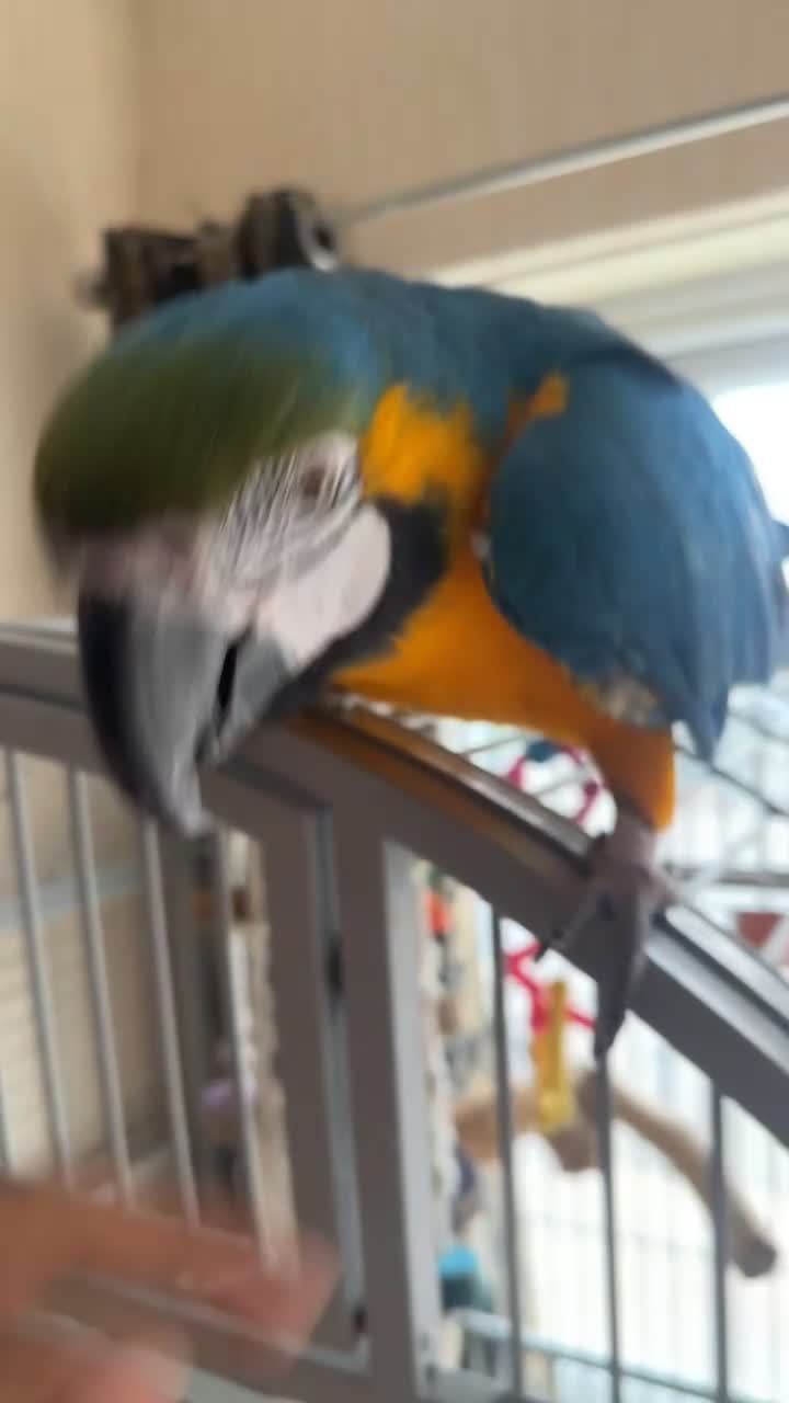 Macaws birds for sale: Macaw for sale - Video 2