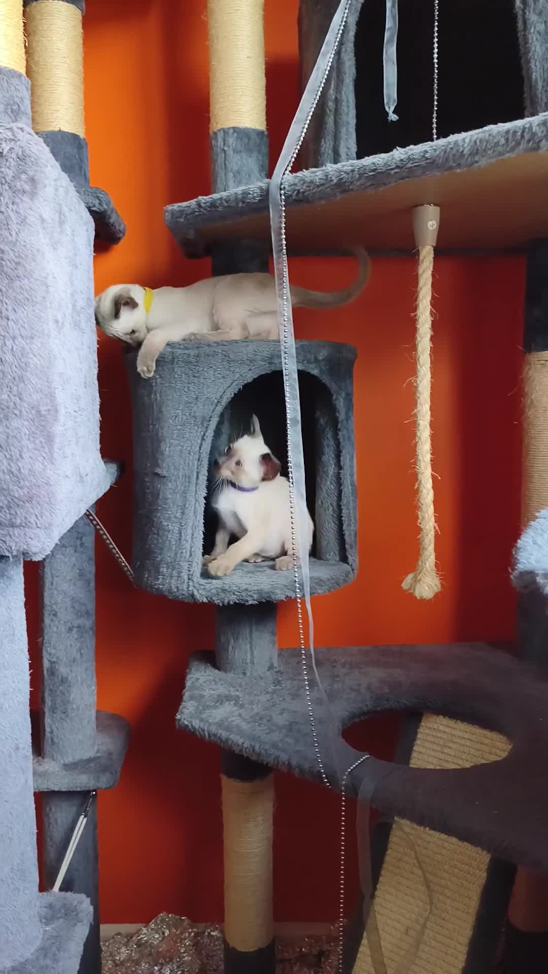 Siamese cats for sale: Gorgeous Siamese kittens!!! - Video 5