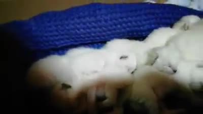 Ragdoll cats for stud: Exceptional show quality stud  in Warrington - Video 1