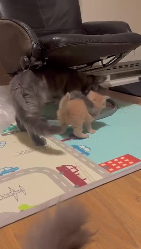 Maine Coon cats for sale: ✨Stunning Maine Coon Kittens✨ - Video 2