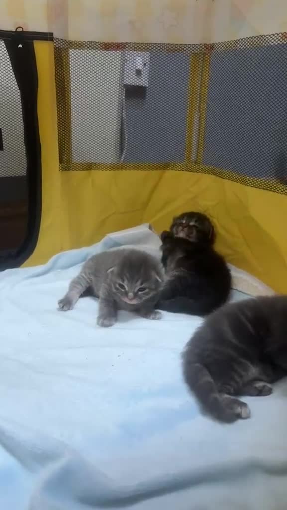 Mixed Breed cats for sale: Ragcoons in Newton-le-Willows - Video 3