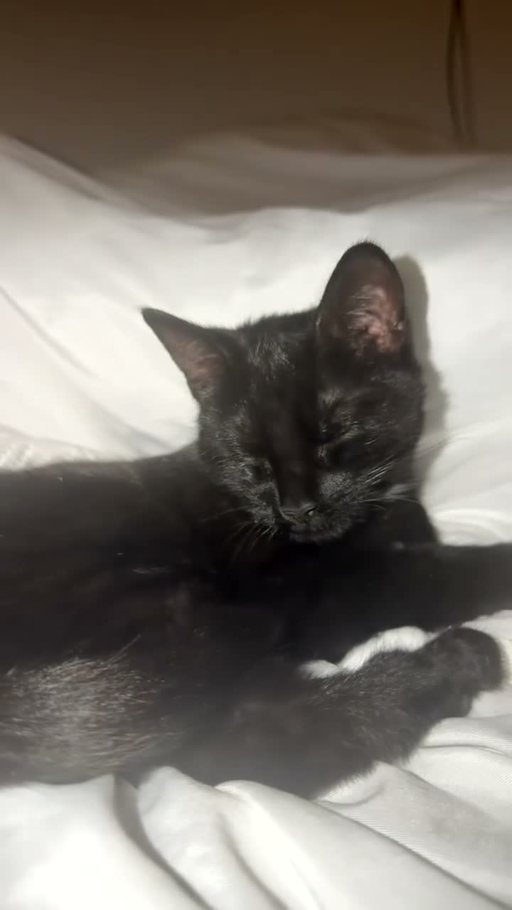 Mixed Breed cats for sale: Black kitten for sale  - Video 2