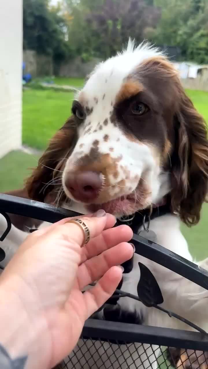 Cocker Spaniel dogs for sale: Show x working cocker - Video 1
