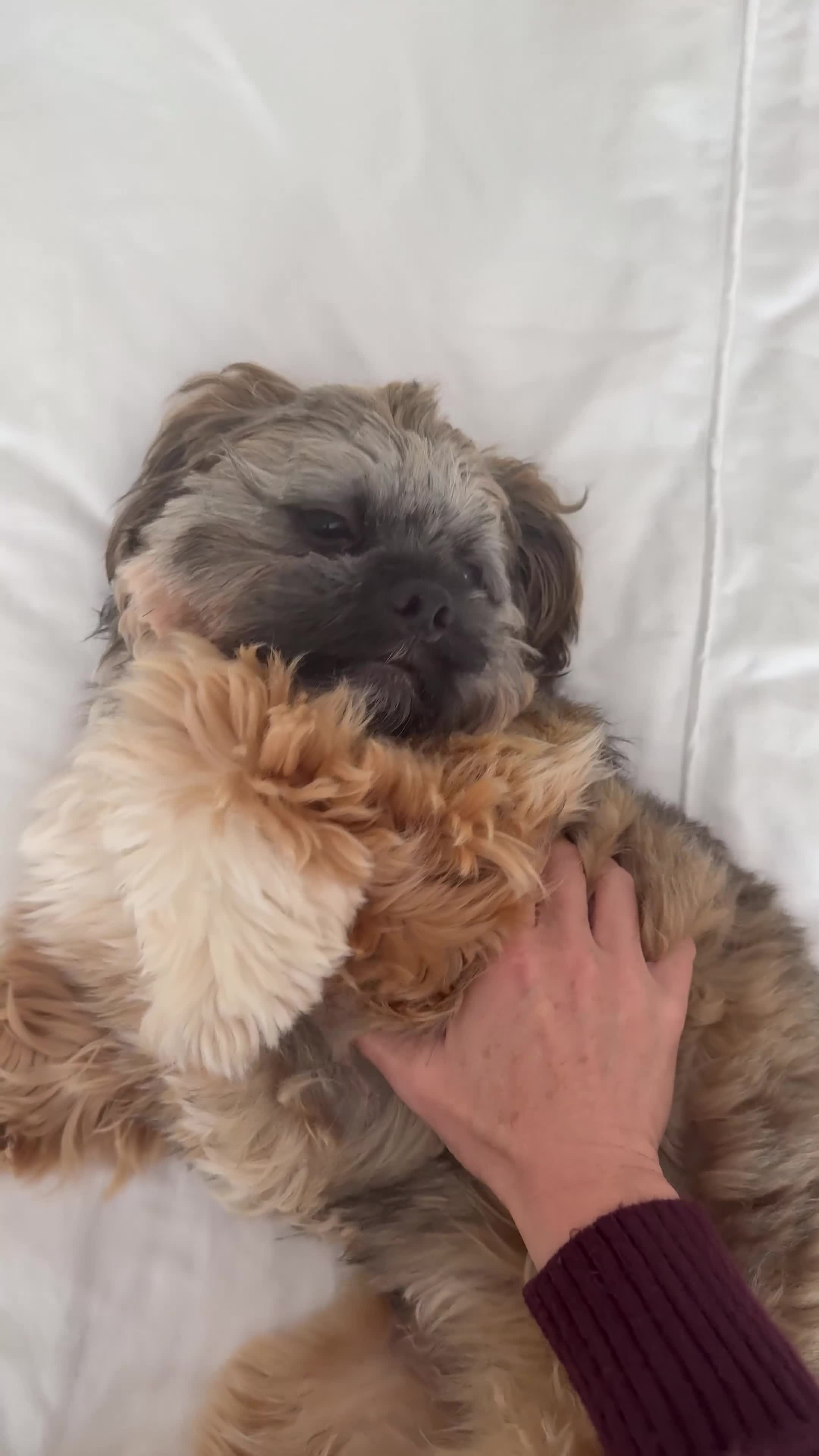 Lhasa Apso dogs for sale: Tibetan Lhasa Apso Brindle Puppies - Video 1
