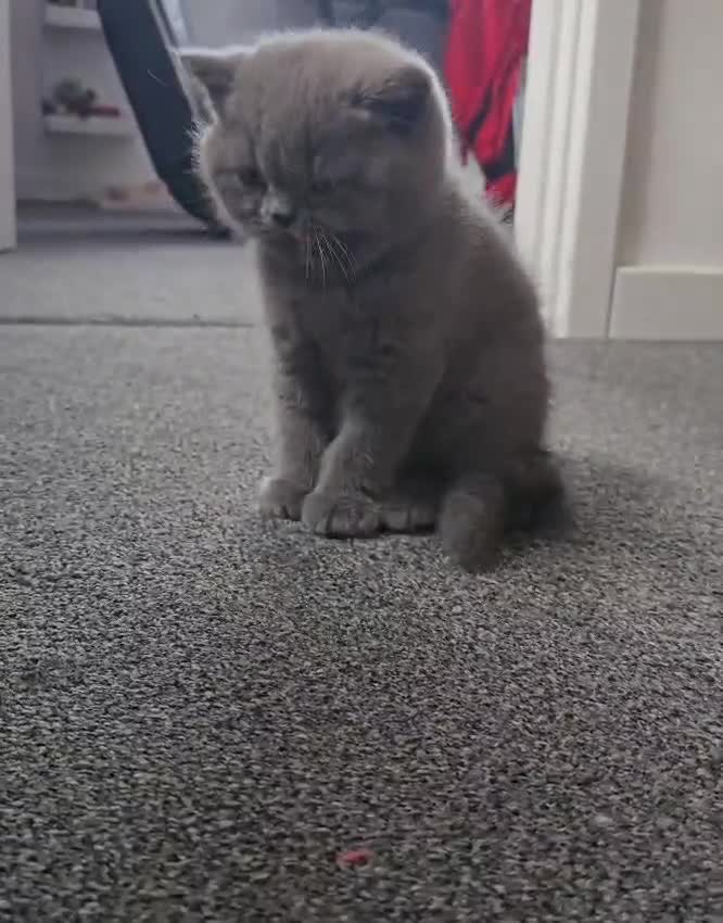 British Shorthair cats for sale: British Blues 🐻💙 - Video 1