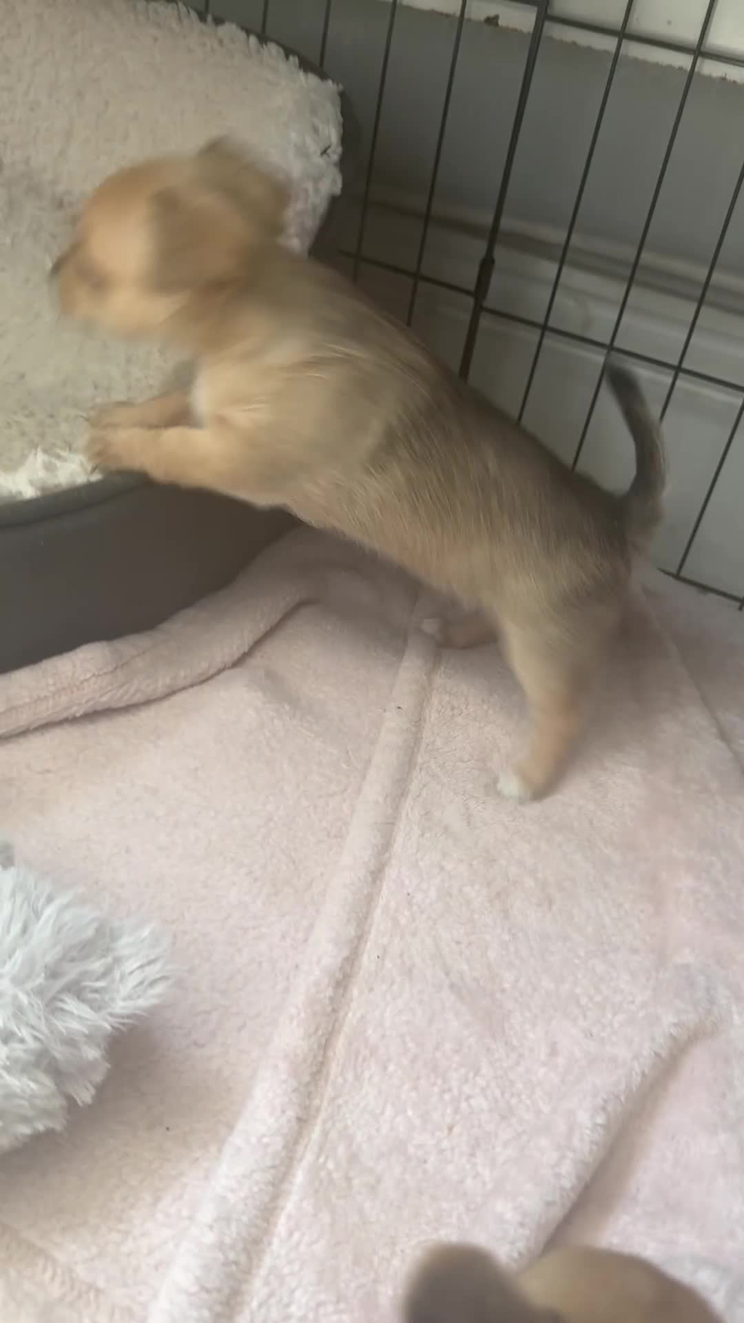 Pomchi dogs for sale: Pomchi puppies - Video 2