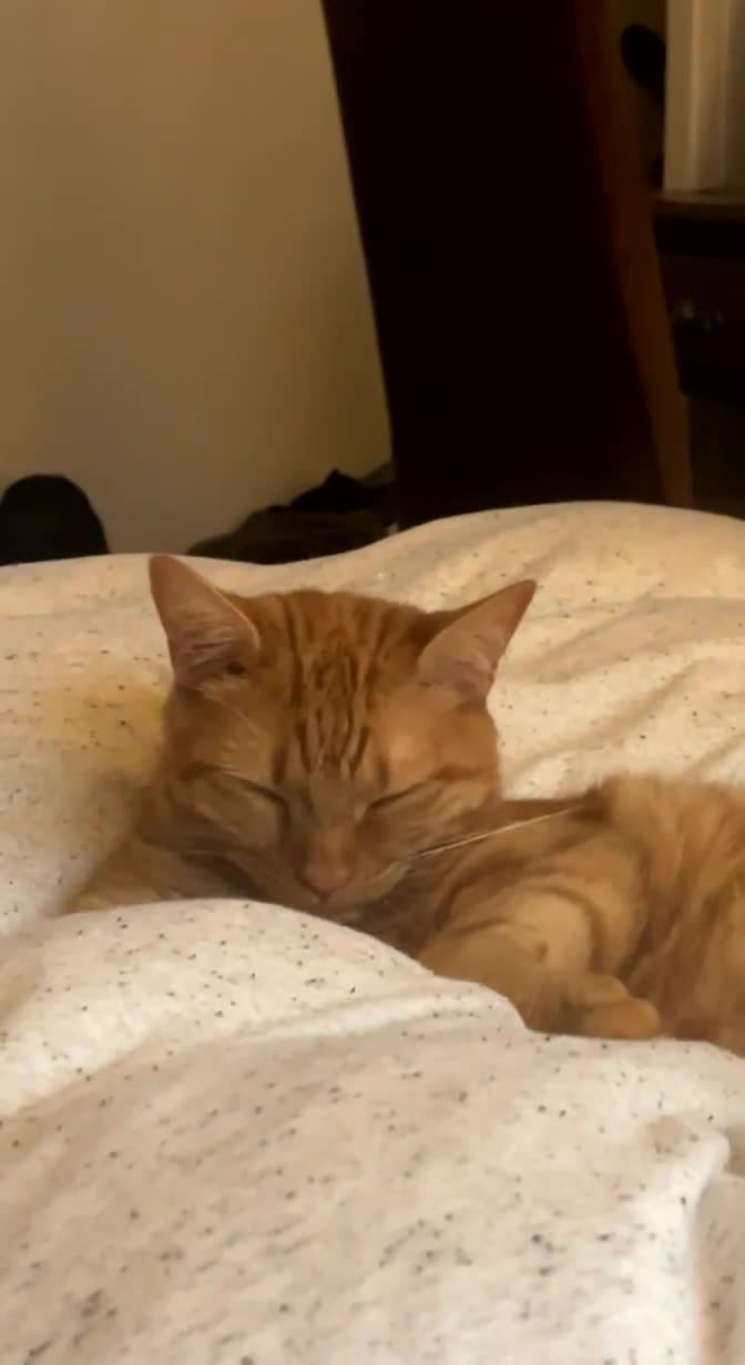 Mixed Breed cats for sale: 🐈ODIE🐈 - Video 2