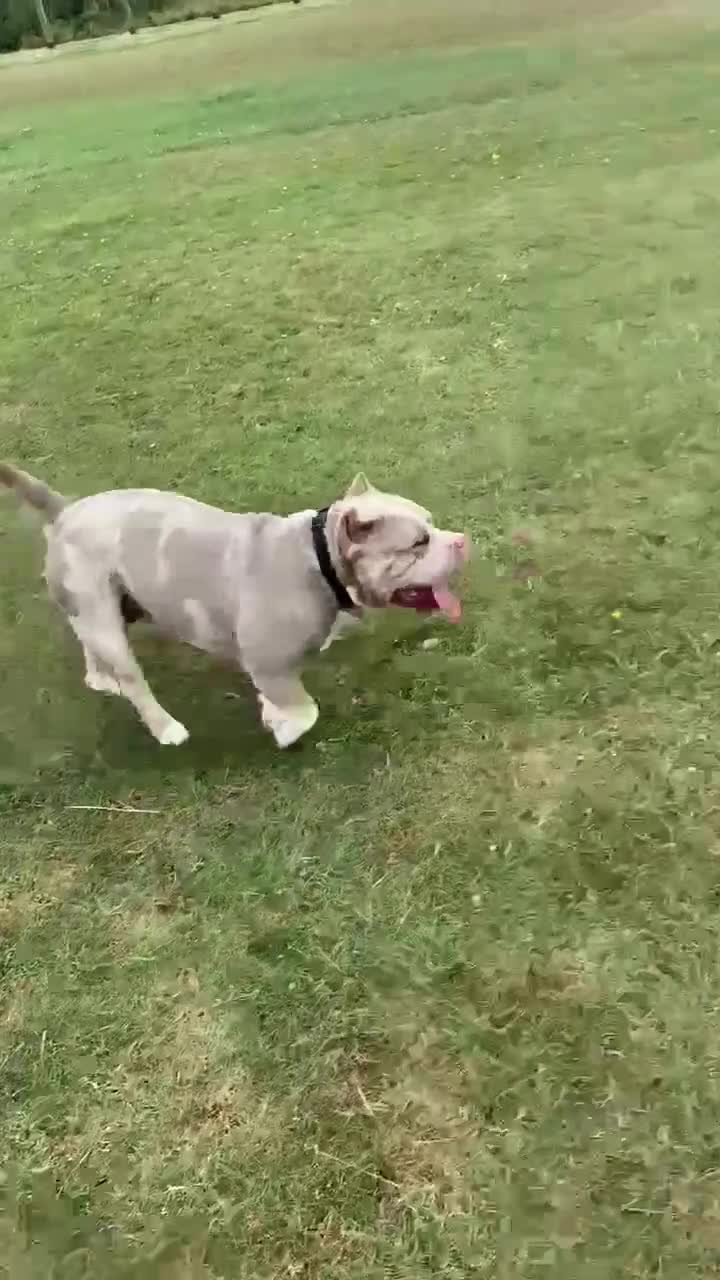 American Bully dogs for stud: ABKC AMERICAN POCKET BULLY - Video 1