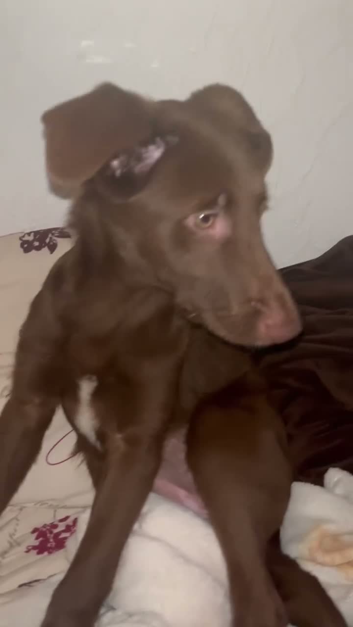 Mixed Breed dogs for adoption: 💕 Cinnamon  in Edinburgh - Video 1