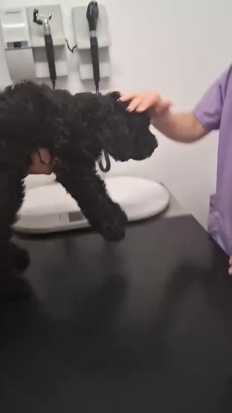Sheepadoodle dogs for sale: F1b mini sheepadoodles  - Video 1