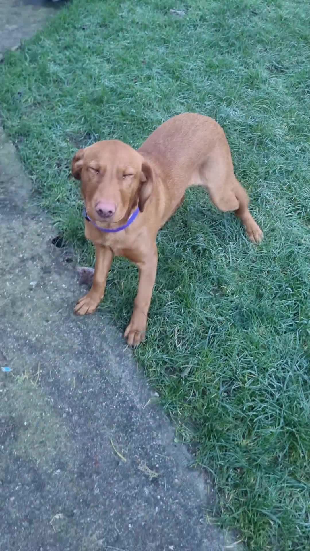 Labrador Retriever dogs for sale: Fox red labrador  - Video 1