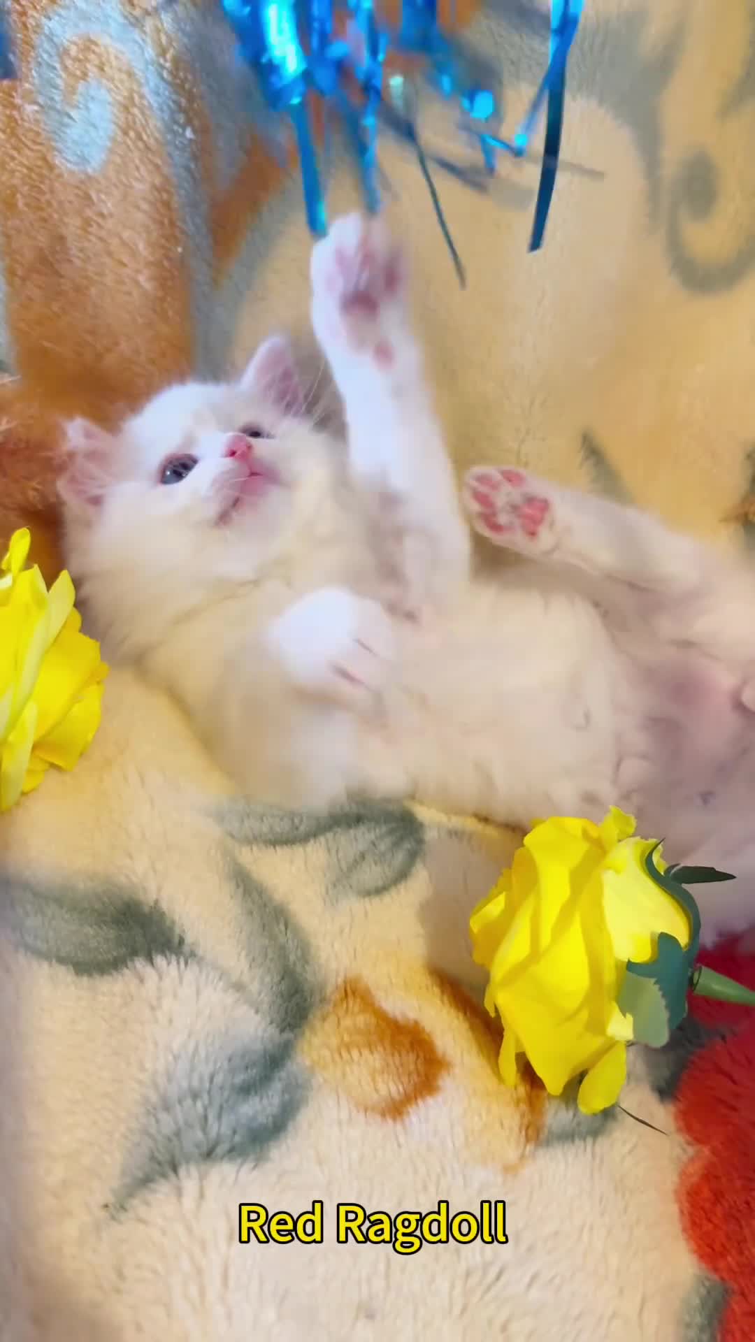 Ragdoll cats for sale: TICA Registered EU famous R bloodline  - Video 2