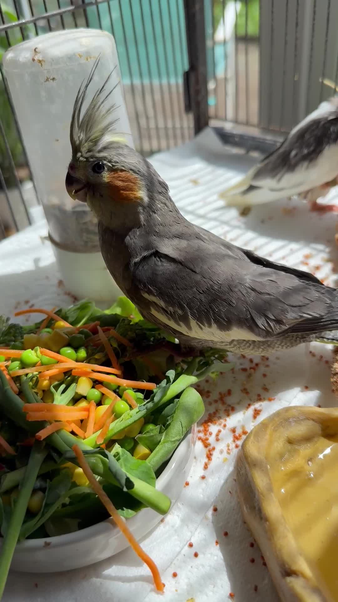 Cockatiels birds for sale: Handreared Beautiful DNA‑Tested Cockatiels  in Wigan - Video 1