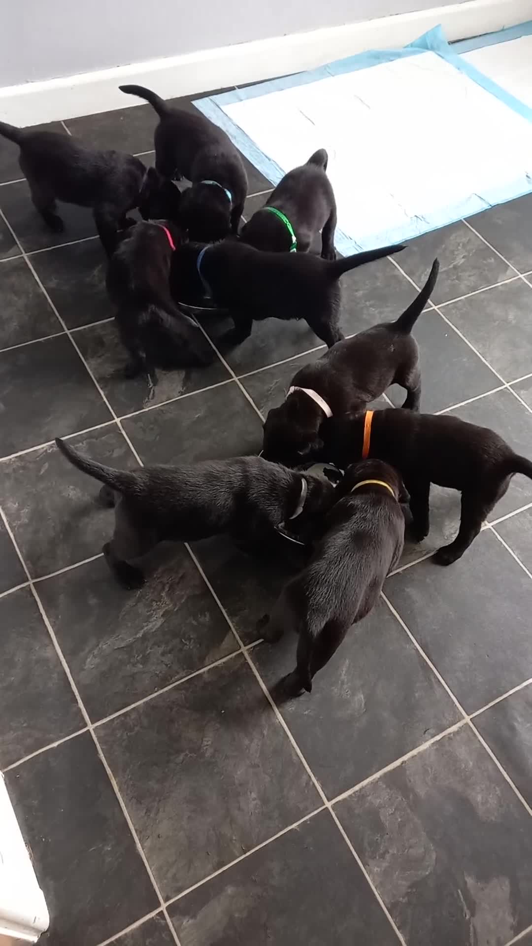 Labrador Retriever dogs for sale: Excellent KC Registered working Black Lab pups  - Video 1
