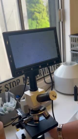 Staffordshire Bull Terrier dogs for stud: Blue Staffordshire Bull Terrier for STUD!  in Newcastle upon Tyne - Video 1