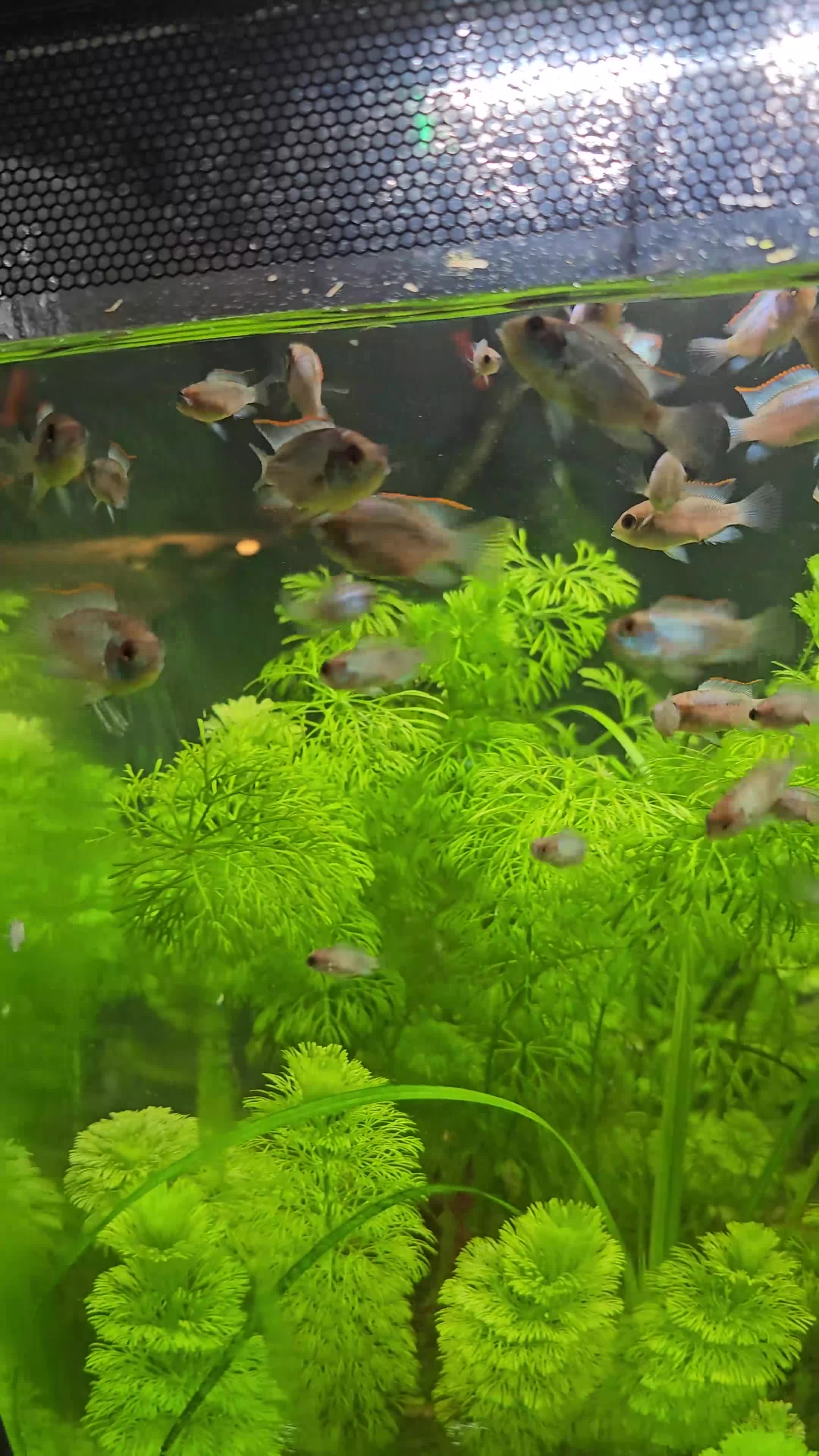 Cichlids fish for sale: Blue electric acara  in Preston - Video 1