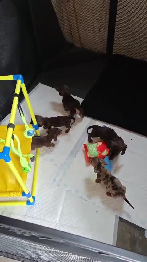 Miniature Dachshund dogs for sale: Miniature dachshund pups - Video 1