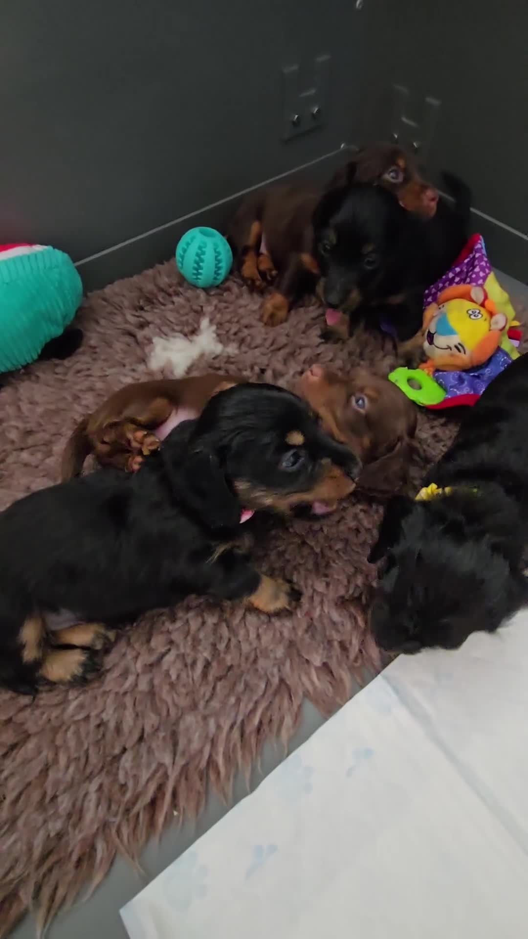 Miniature Dachshund dogs for sale: READY NOW. Rare long haired miniature dachshunds - Video 2