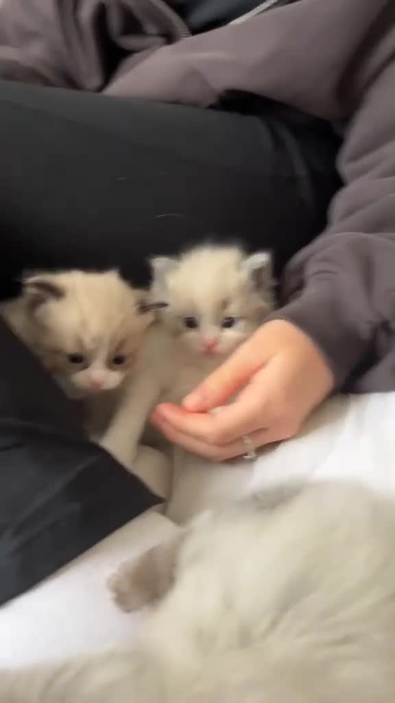 Ragdoll cats for sale: 1 mink ragdoll left.  Little boy - Video 1