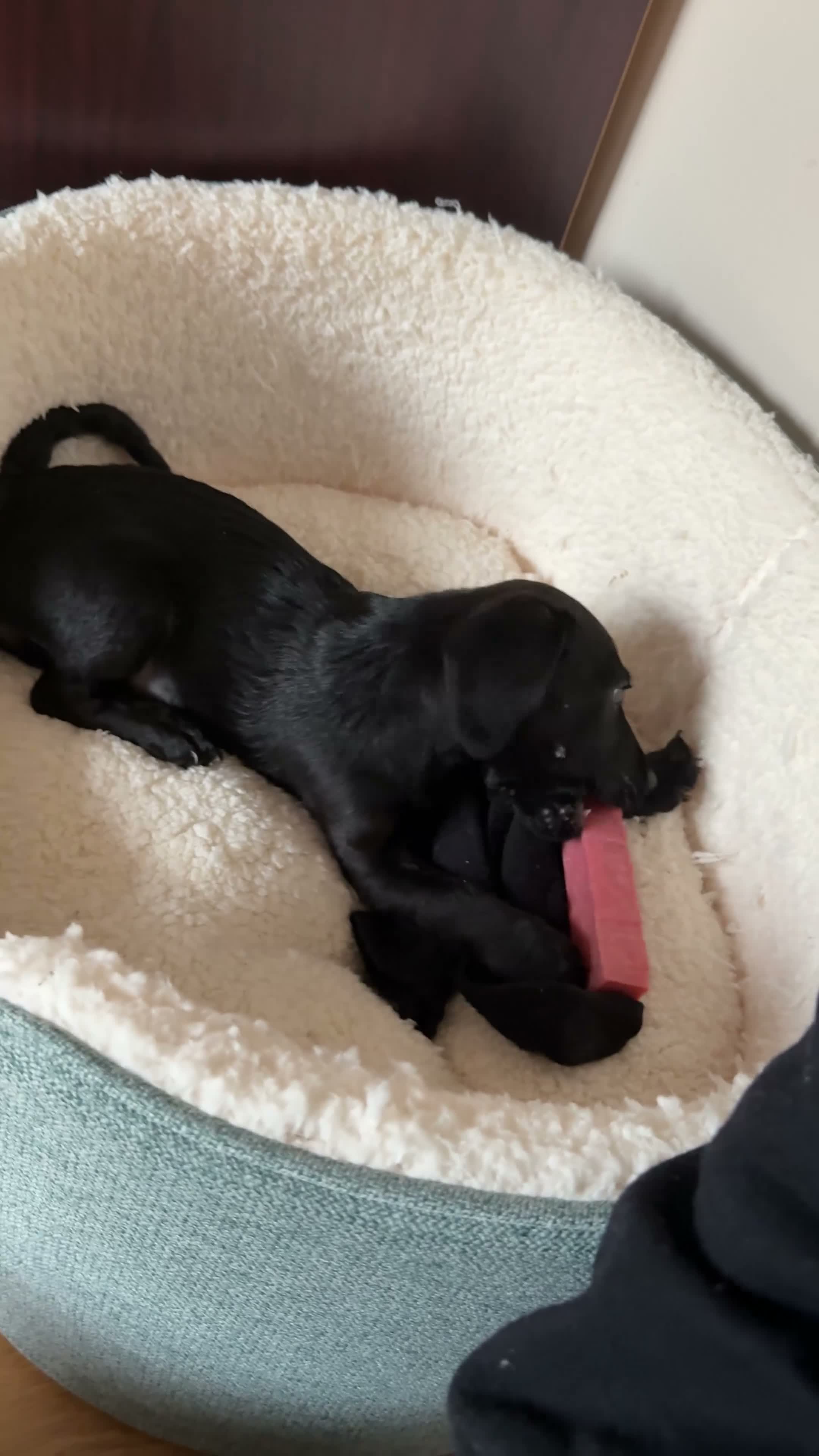 Miniature Dachshund dogs for sale: Baby dachshund needs rehomed - Video 1