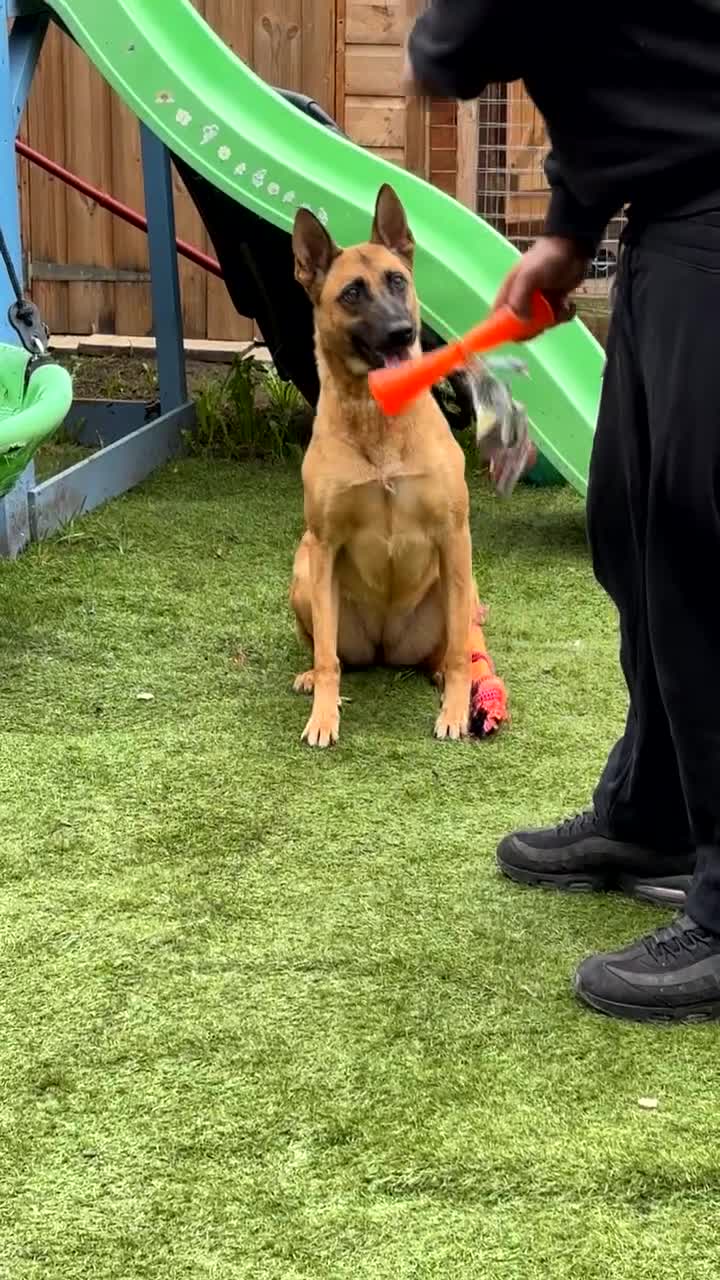 Belgian Shepherd Dog dogs for sale: 4 year old Belgian Mali  - Video 1