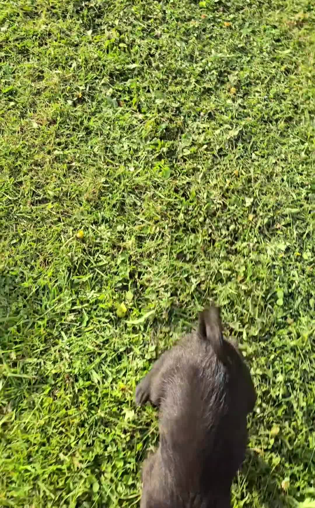 Mixed Breed dogs for sale: Bedlington x whippet in Ruthin - Video 1