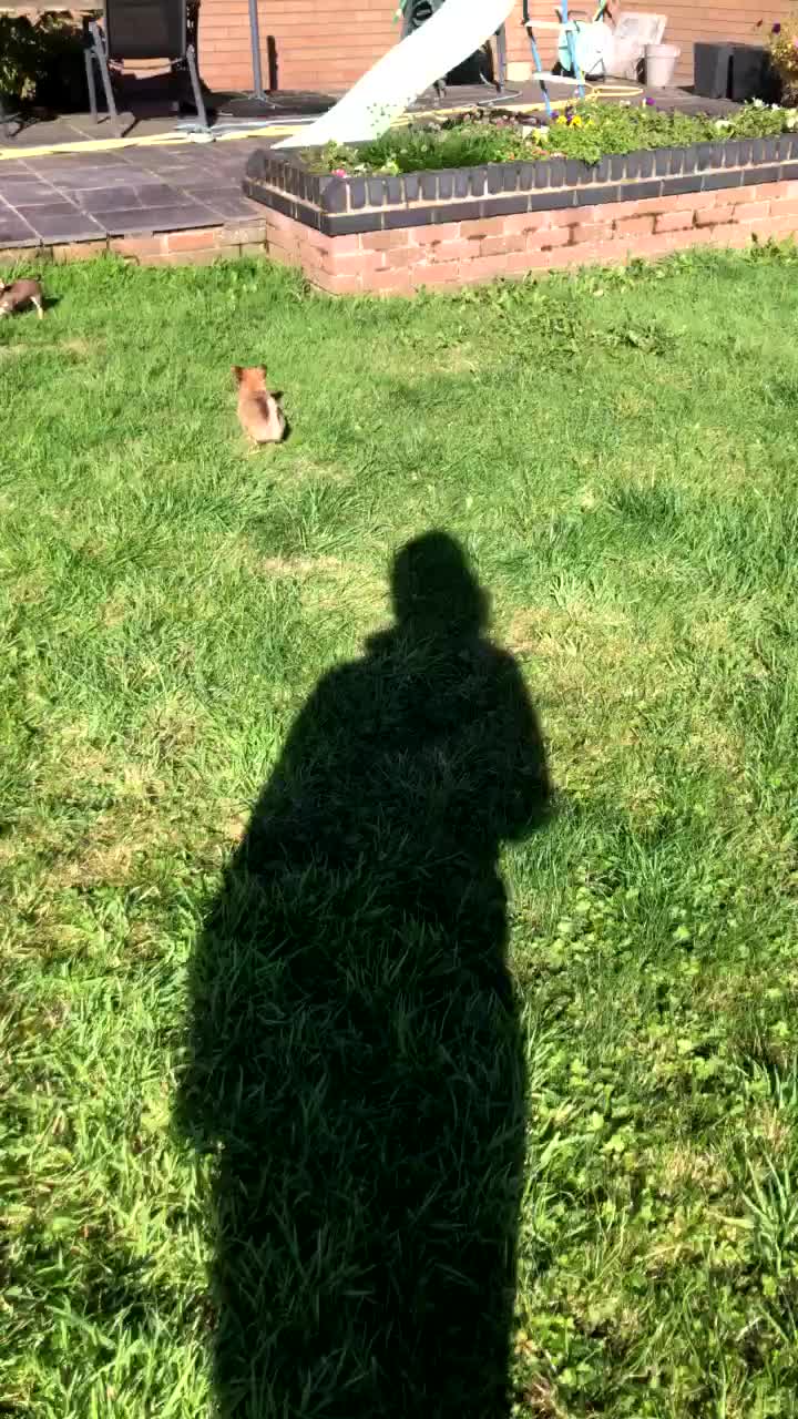 Chihuahua dogs for sale: 💥Adorable puppies💥 - Video 1