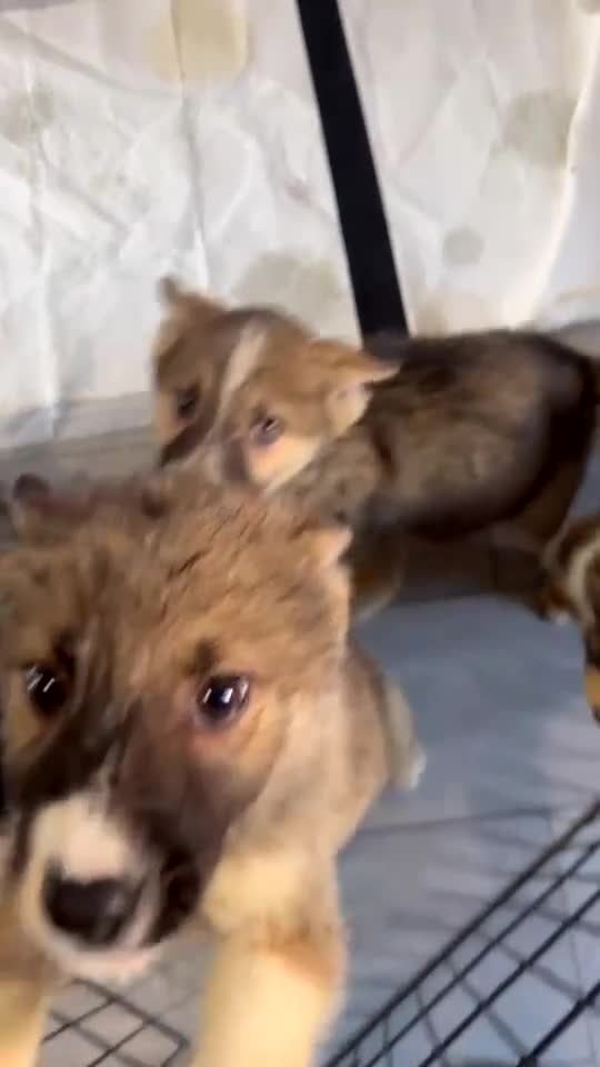 Shepsky dogs for sale: German Shepard X Siberian Husky  - Video 1