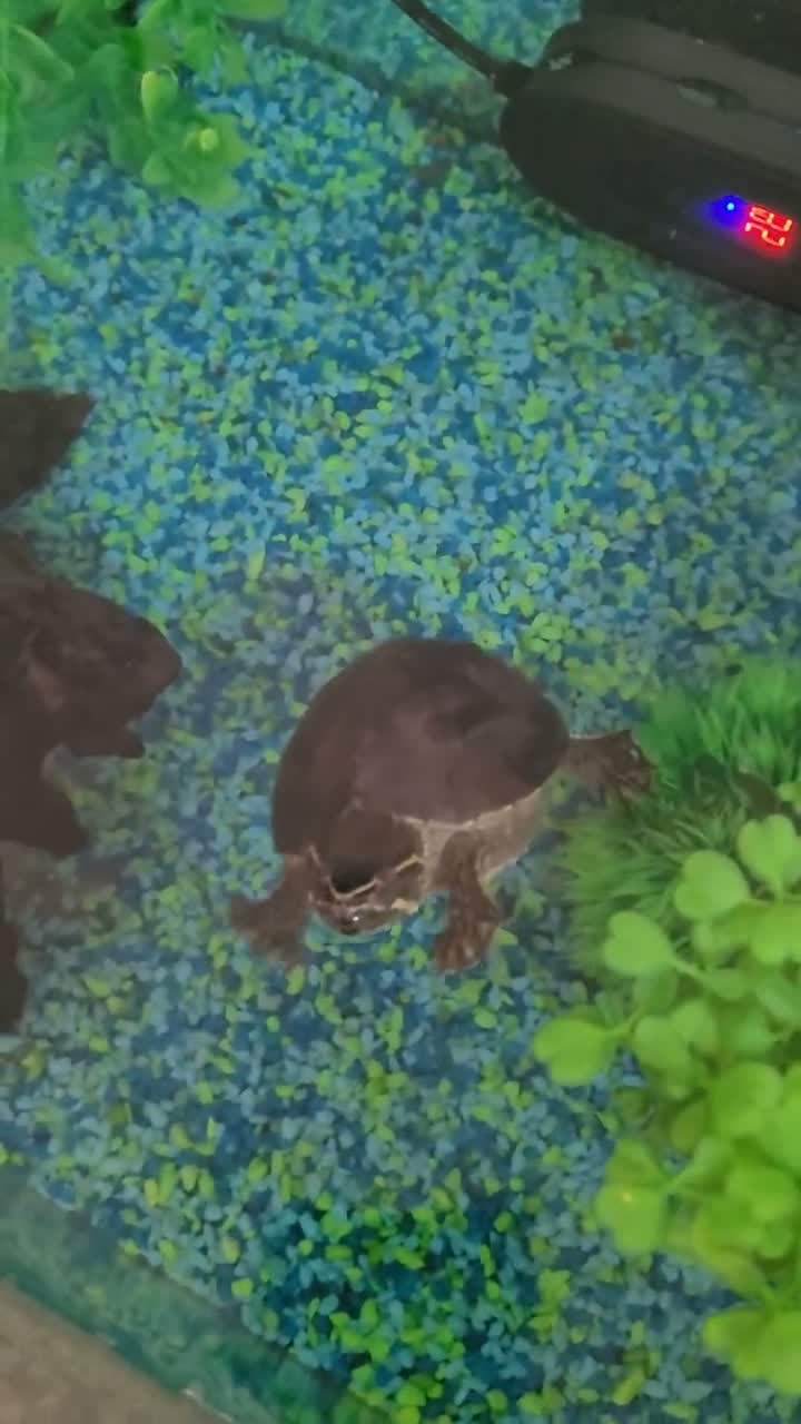 Turtle reptiles for sale: Black musk turtle and tank in Walsall - Video 1