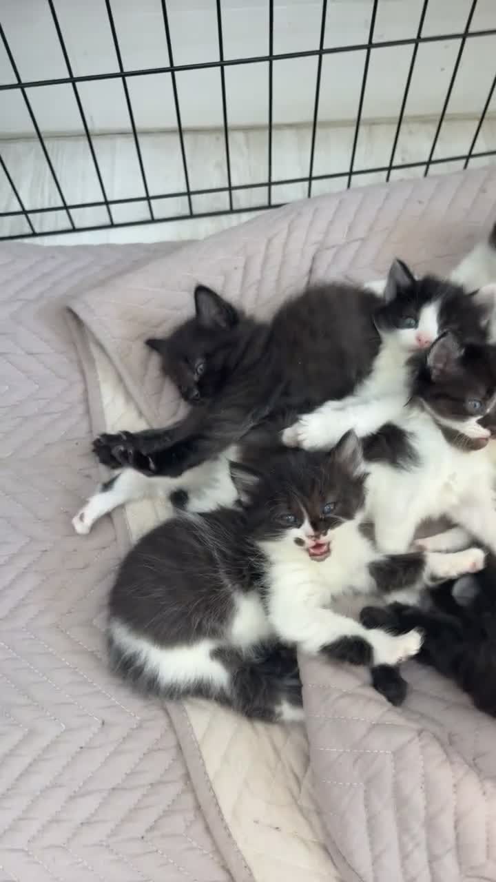 Ragdoll cats for sale: Half ragdoll half mixed  in Sevenoaks - Video 1