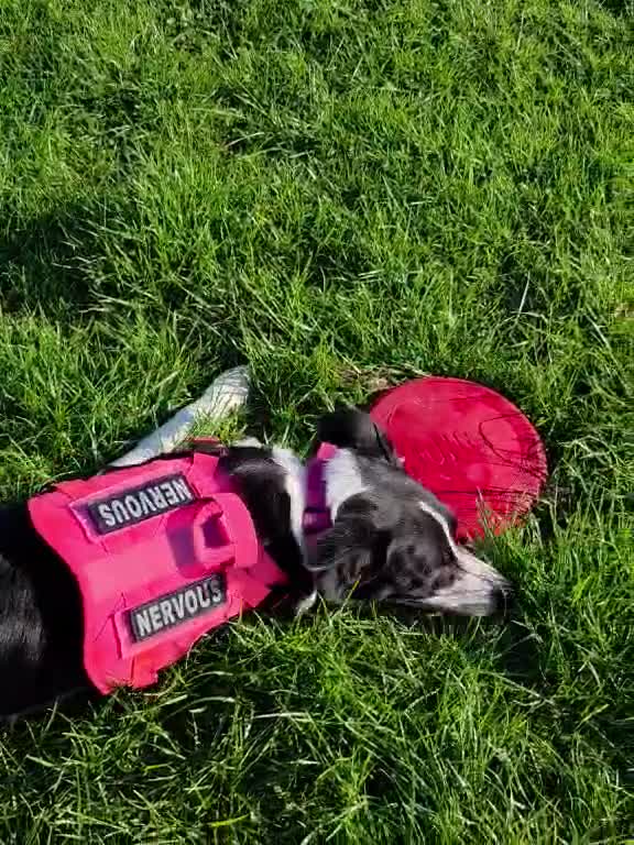 Border Collie dogs for sale: Border collie  - Video 1