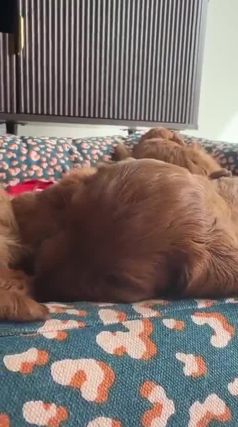 Australian Labradoodle dogs for sale: *LAST PUPPY* - Australian Labradoodles Puppies 🐾 - Video 5