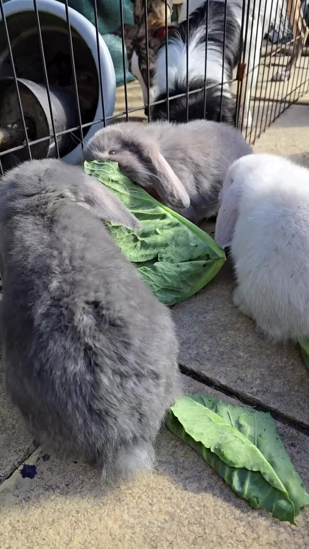 French Lop rabbits for sale: Mini Lop x French Lop babies - Video 3