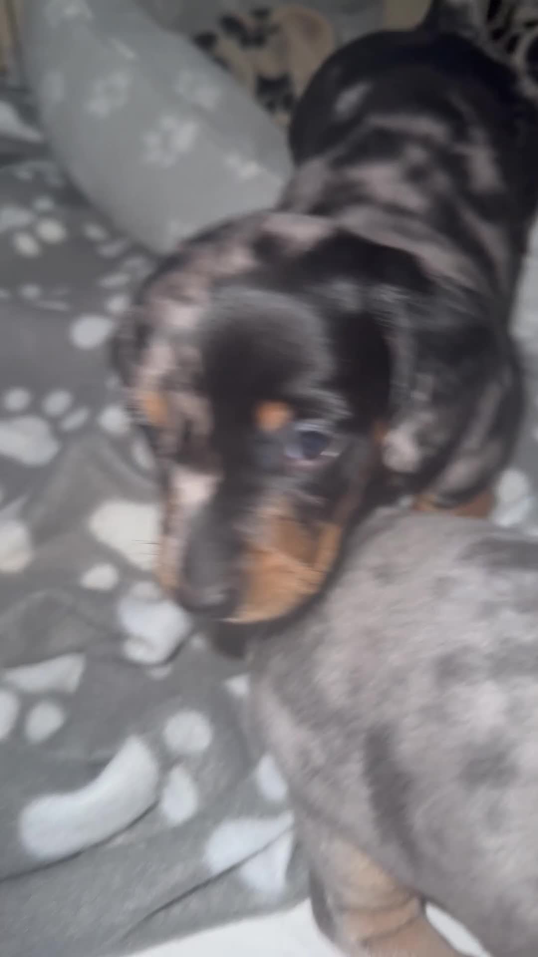 Miniature Dachshund dogs for sale: Last 2 pups 🩵🩷 - Video 4