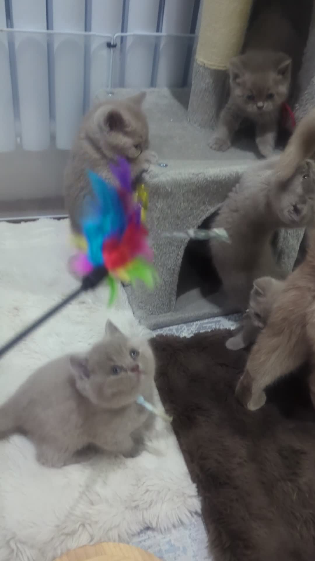 British Shorthair cats for sale: Beautiful Pure Breed ✨ British Shorthair Kittens ⭐ - Video 1