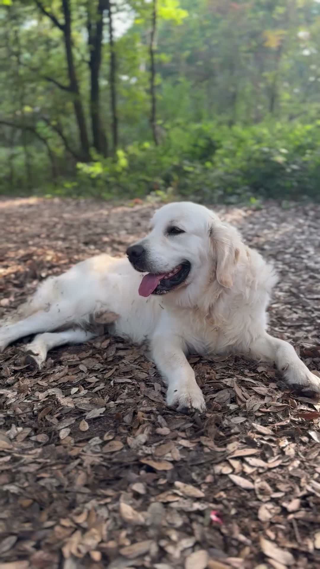 Golden Retriever dogs for stud:  **Golden Retriever Stud Available – Jack** 🐾 - Video 1