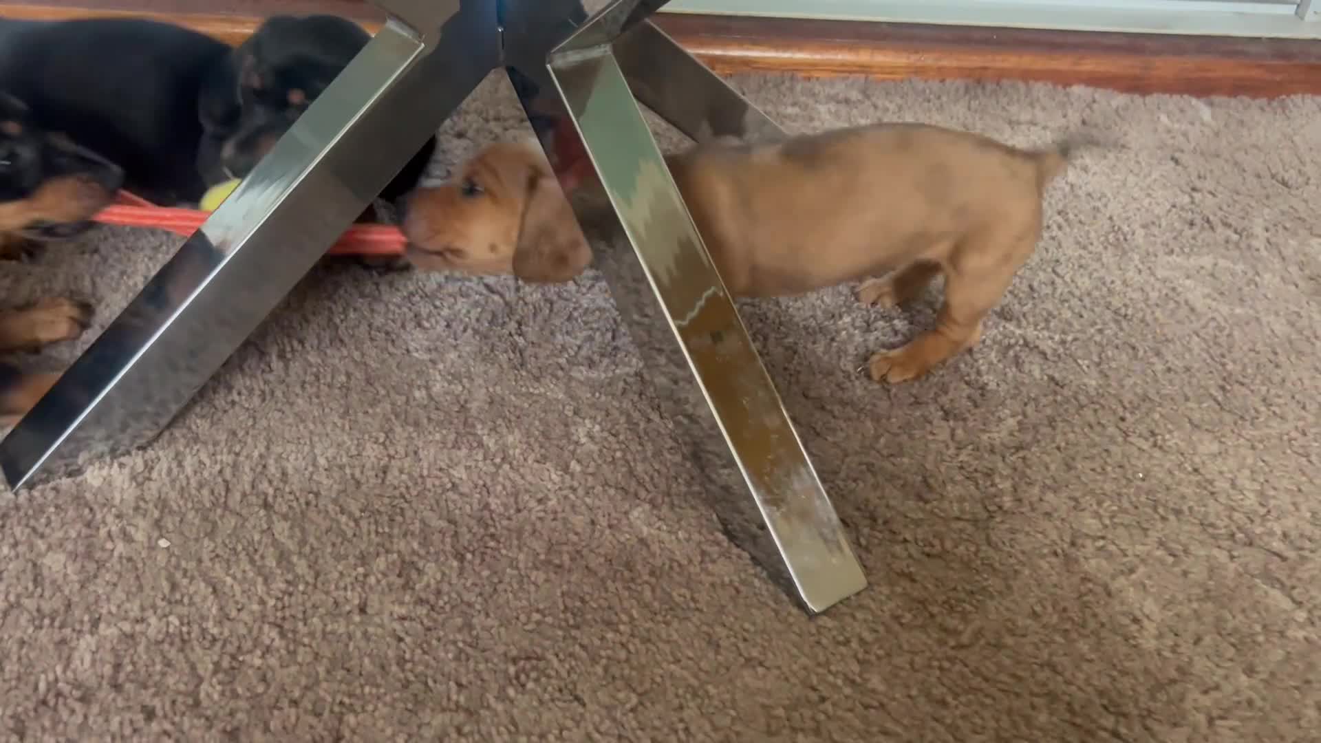 Miniature Dachshund dogs for sale: Ready Now!  1 little boy mini dachshunds  - Video 1